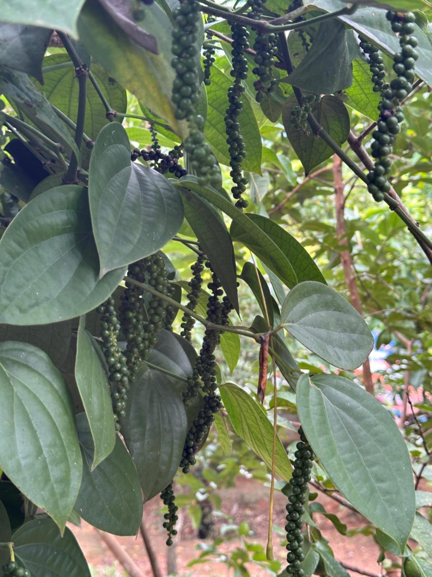 Kattil Farm Stay Varkala Thiruvananthapuram Exterior foto