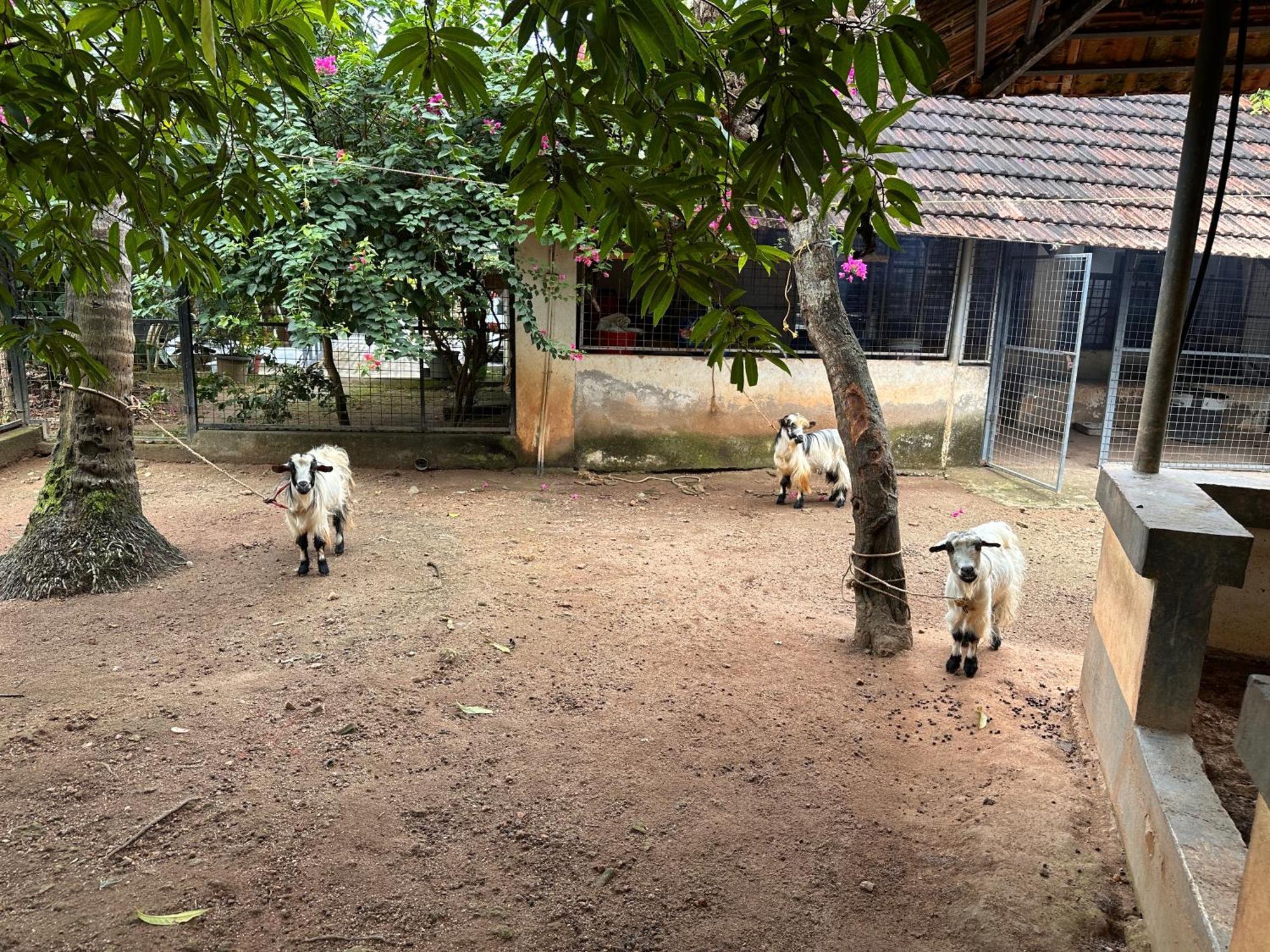 Kattil Farm Stay Varkala Thiruvananthapuram Exterior foto
