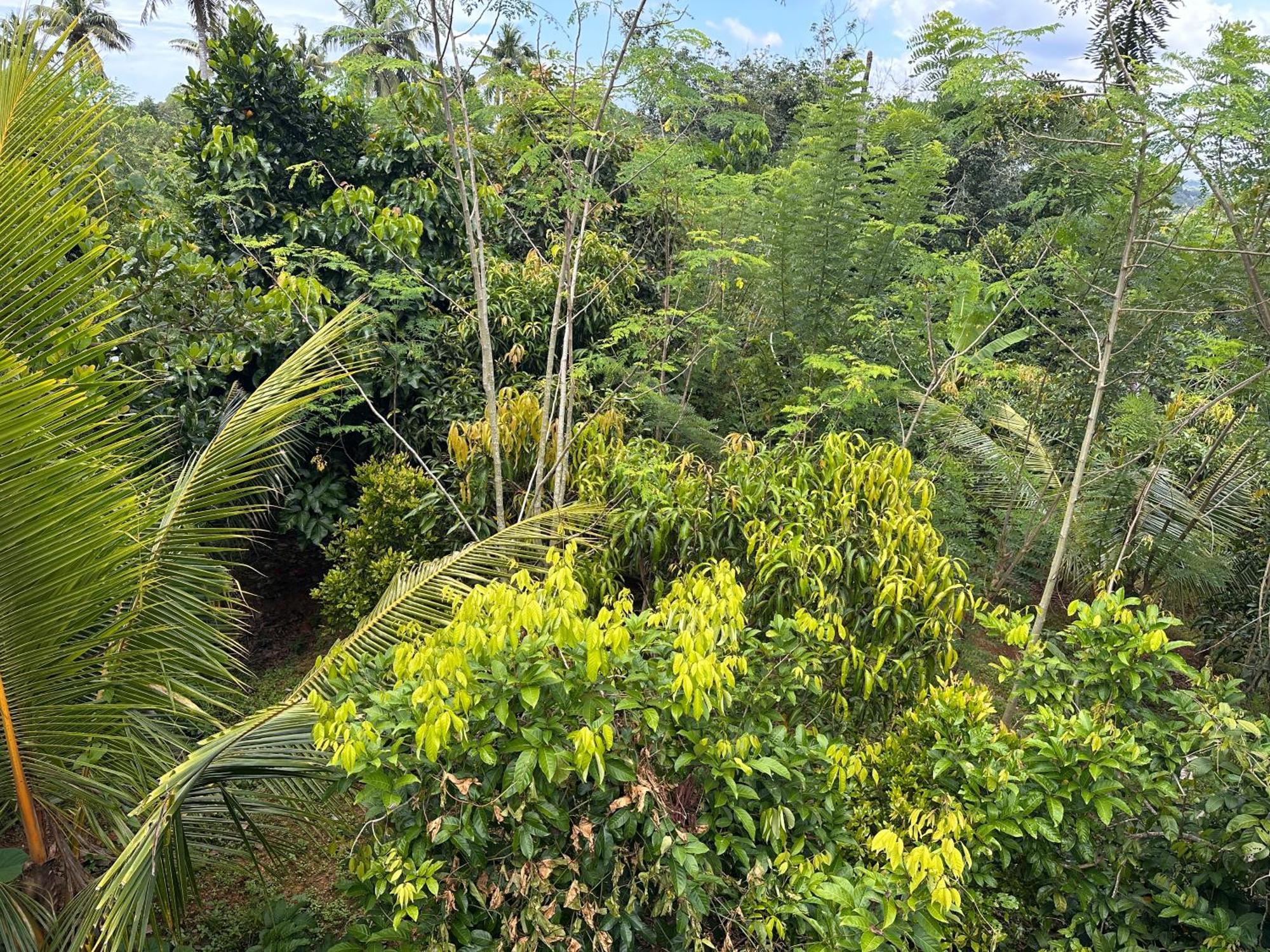 Kattil Farm Stay Varkala Thiruvananthapuram Exterior foto